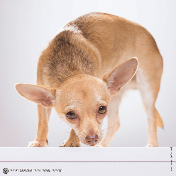 coatsandcolors.com chocolate sable Chi mix 2