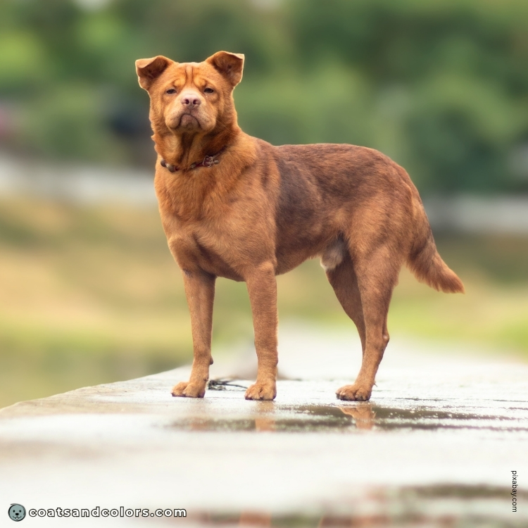 coatsandcolors.com chocolate sable Pei