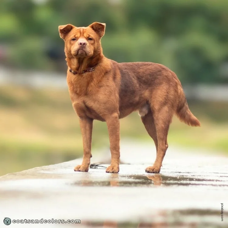 coatsandcolors.com chocolate sable Pei