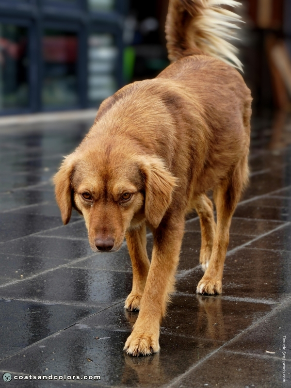 coatsandcolors.com chocolate sable high red intensity