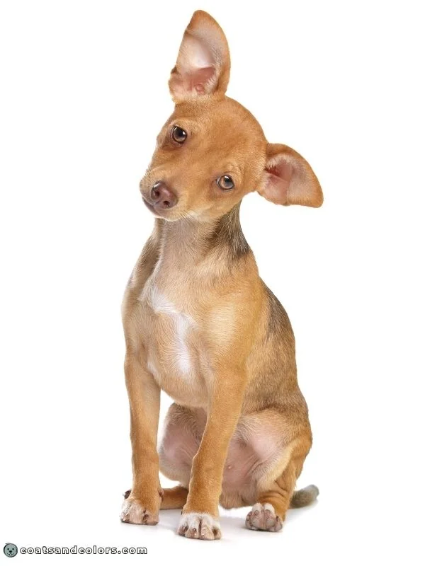 coatsandcolors.com chocolate sable mixed breed shading
