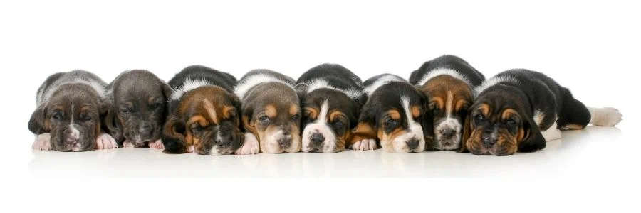 coatsandcolors.com color dilution Basset puppies