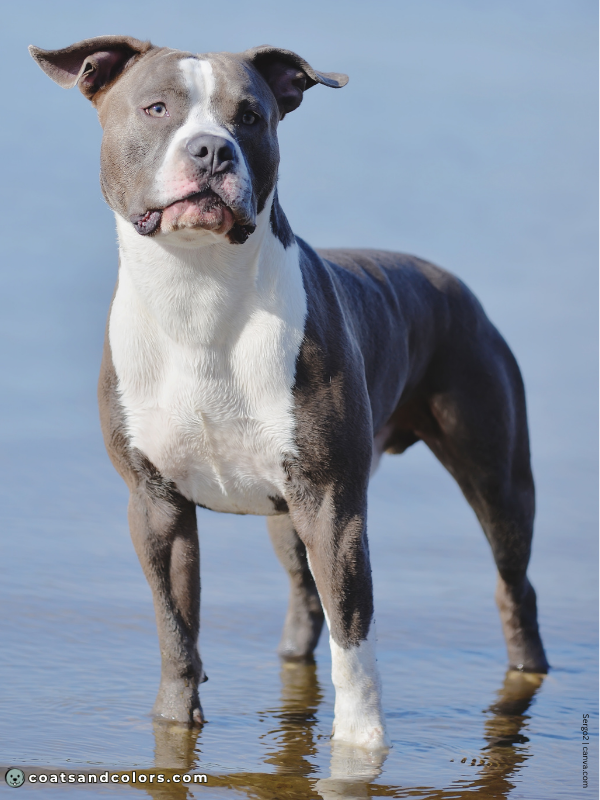 coatsandcolors.com color dilution blue and white 2