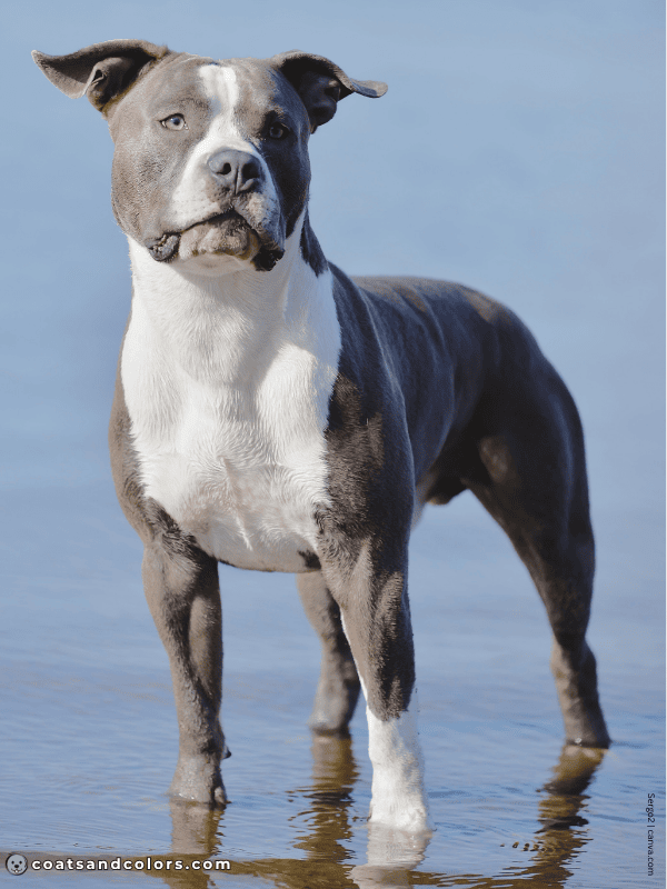 coatsandcolors.com color dilution blue and white 2