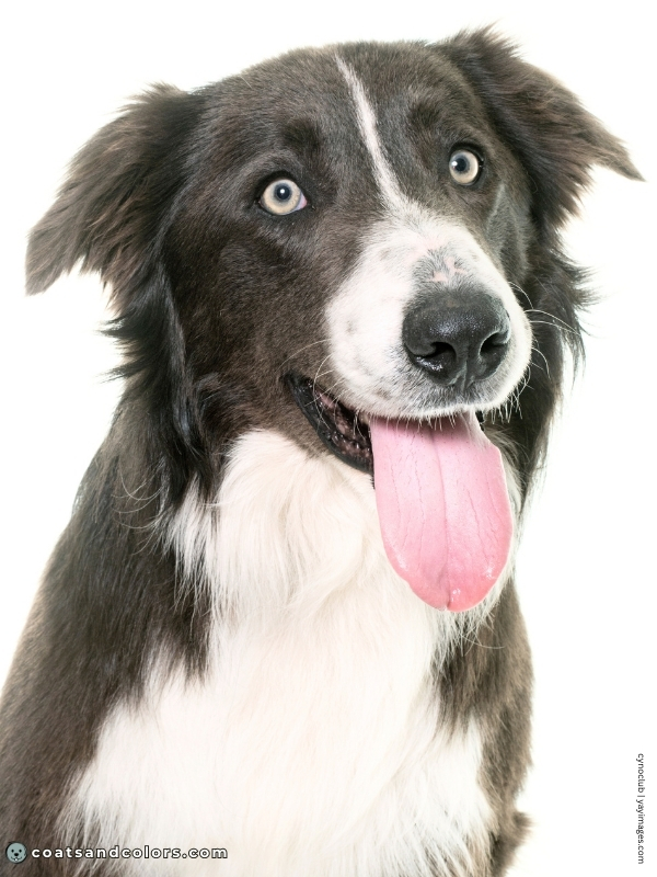 coatsandcolors.com color dilution blue and white