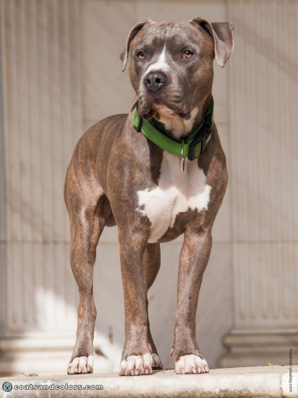 coatsandcolors.com color dilution blue brindle 2