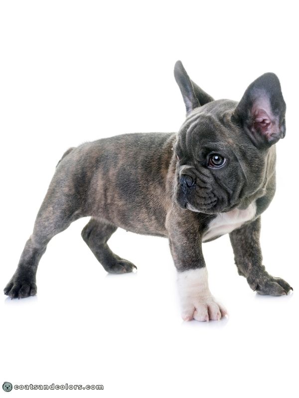 coatsandcolors.com color dilution blue brindle