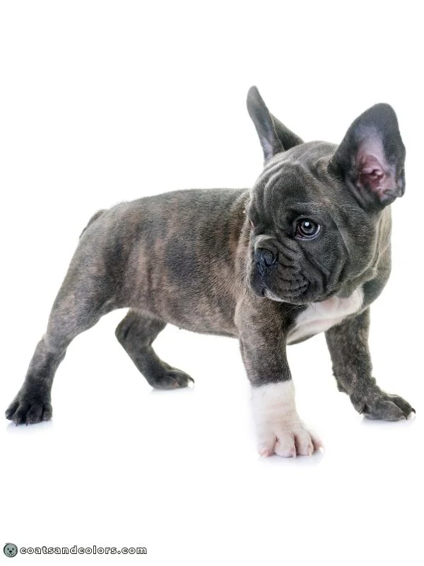 coatsandcolors.com color dilution blue brindle