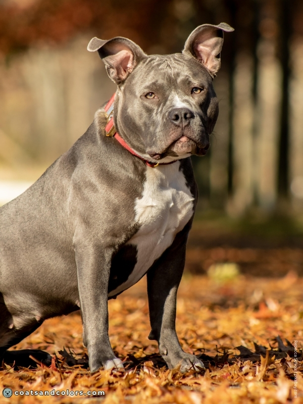 coatsandcolors.com color dilution blue bully type