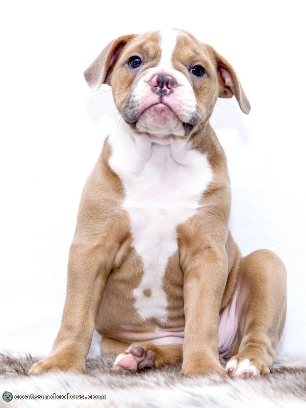 coatsandcolors.com color dilution blue fawn