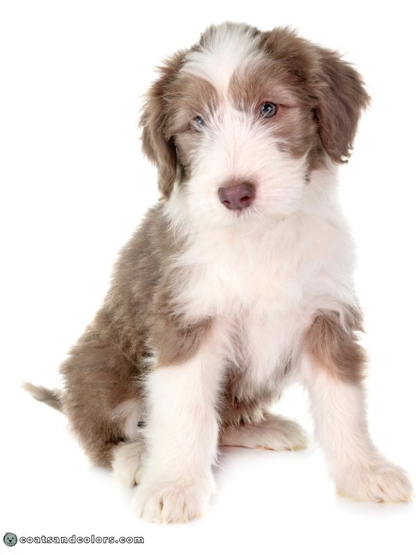 coatsandcolors.com color dilution lilac Bearded Collie