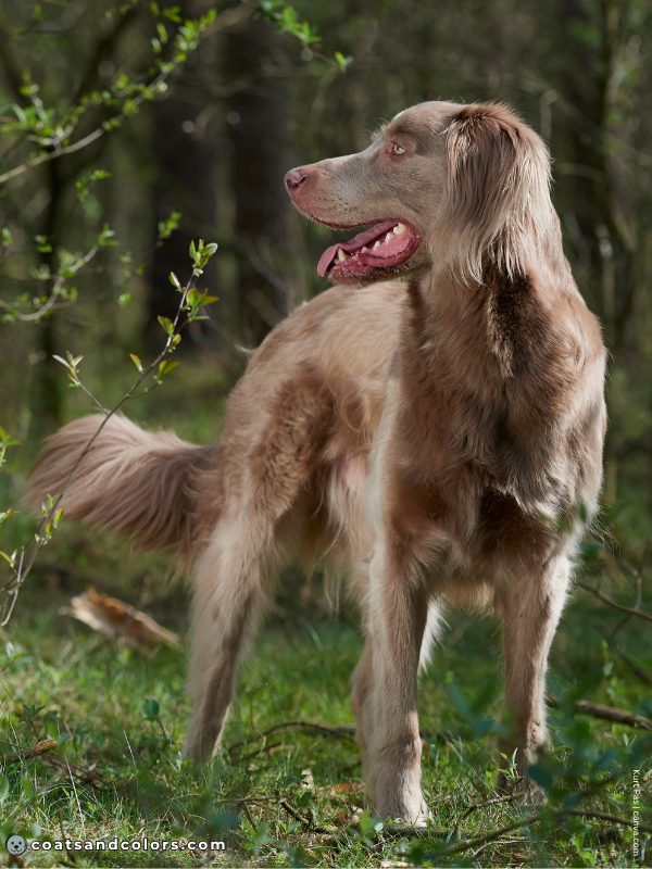 coatsandcolors.com color dilution lilac Weim