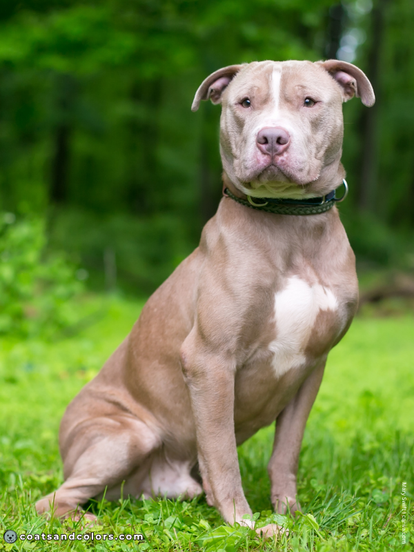coatsandcolors.com color dilution lilac white Pit