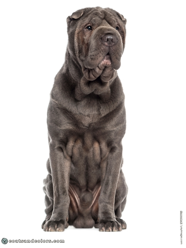 coatsandcolors.com color dilution solid blue Shar Pei