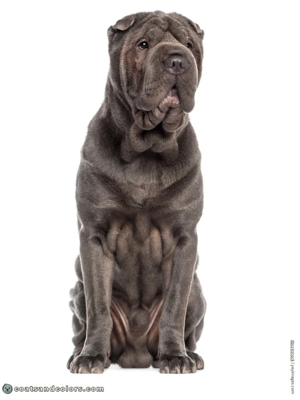 coatsandcolors.com color dilution solid blue Shar Pei