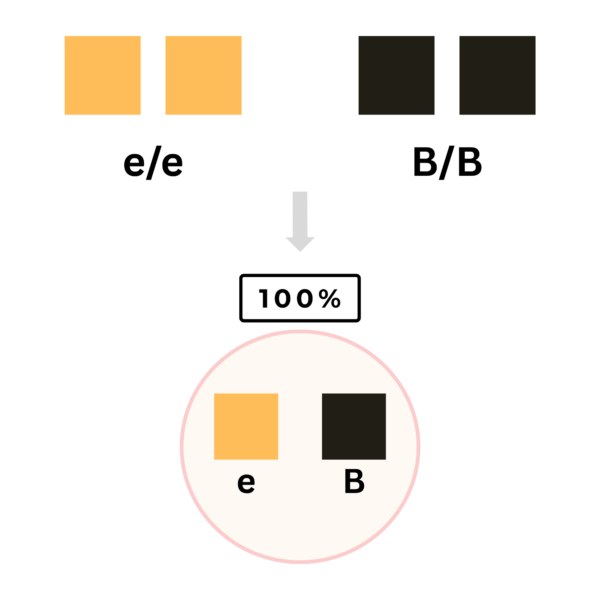 coatsandcolors.com color inheritance diallelic double homozygous and possible gametes 2