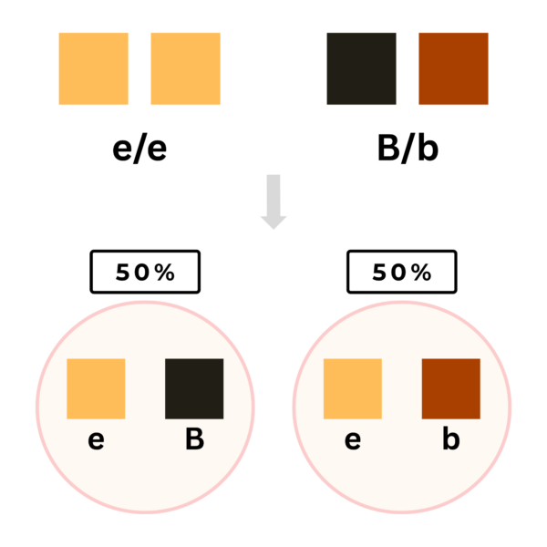 coatsandcolors.com color inheritance diallelic heterozygous and possible gametes 2