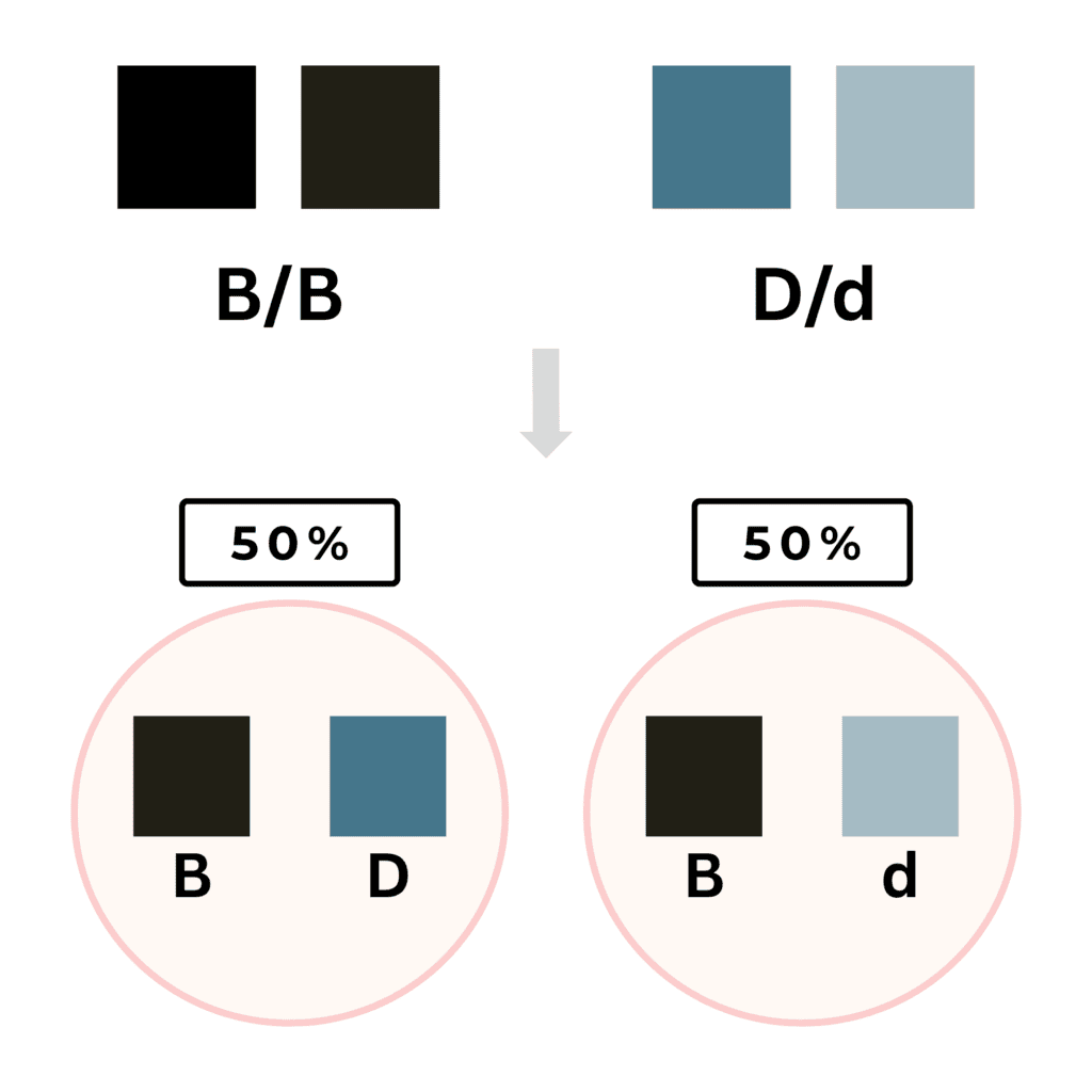 Color Inheritance | Coats and Colors