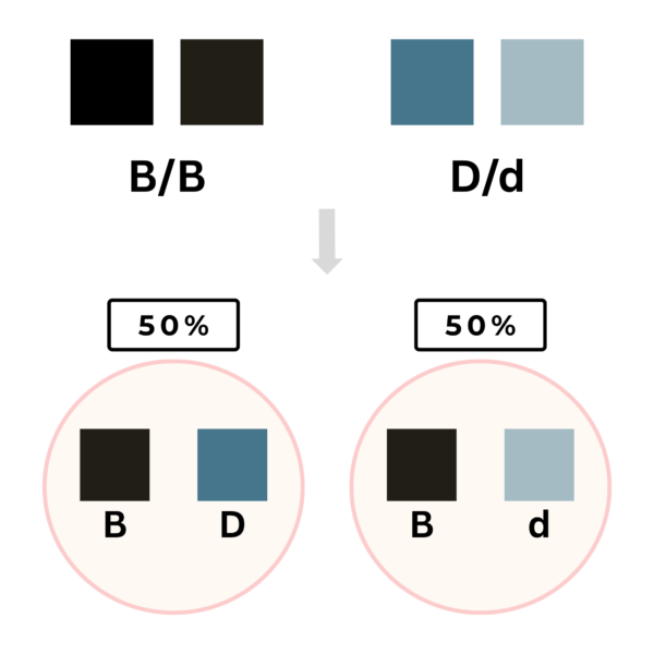coatsandcolors.com color inheritance example 1b