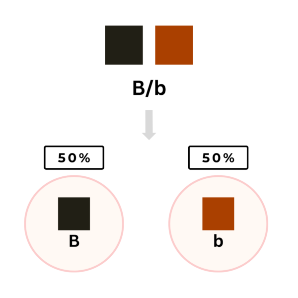 coatsandcolors.com color inheritance heterozygosity possible gametes 2