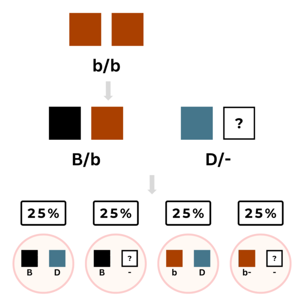 coatsandcolors.com color inheritance pedigree analysis 1