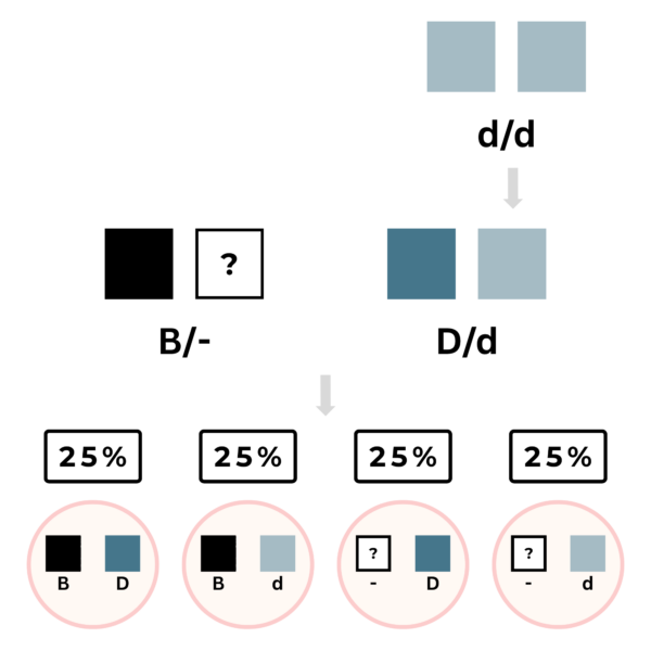 coatsandcolors.com color inheritance pedigree analysis 2