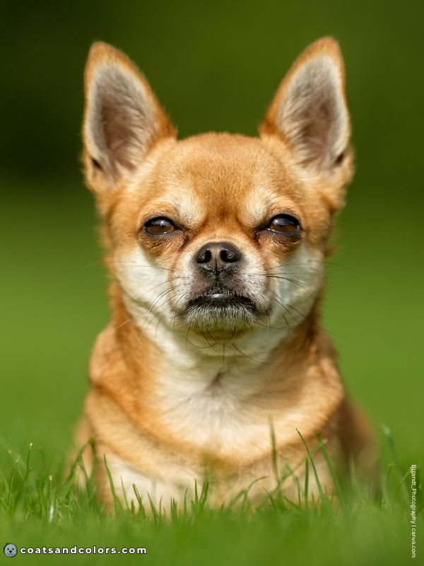 coatsandcolors.com countershading dogs Chihuahua