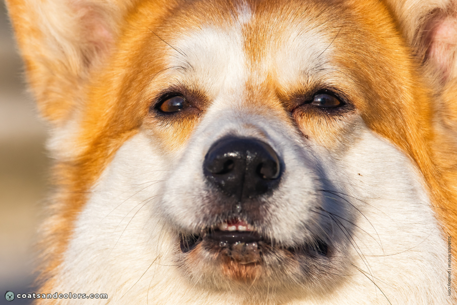 coatsandcolors.com countershading dogs Corgi black whiskers