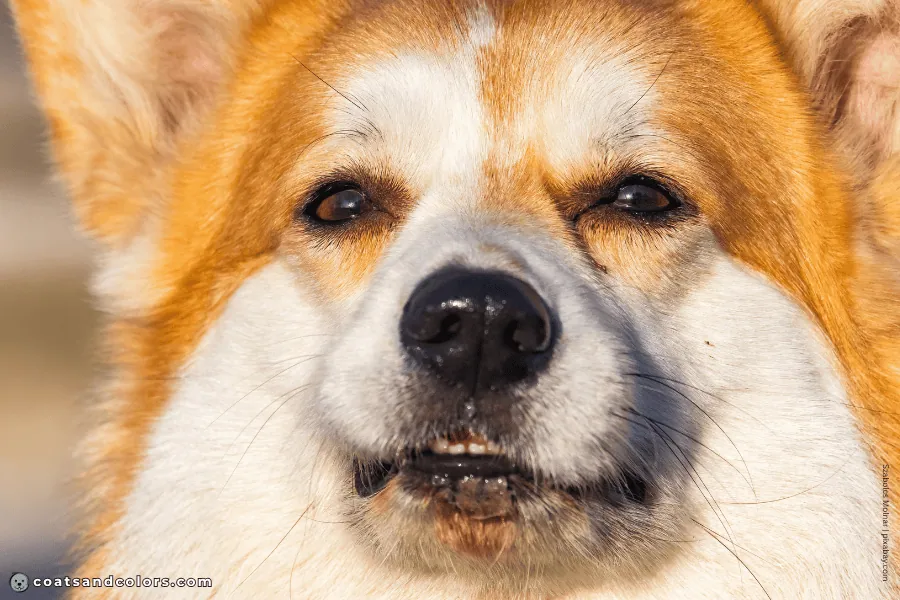 coatsandcolors.com countershading dogs Corgi black whiskers