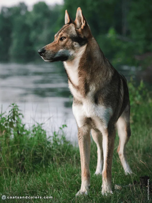 coatsandcolors.com countershading dogs agouti 1