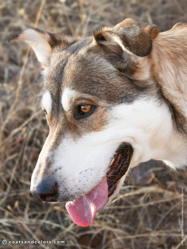 coatsandcolors.com countershading dogs agouti 2