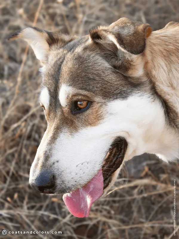coatsandcolors.com countershading dogs agouti 2