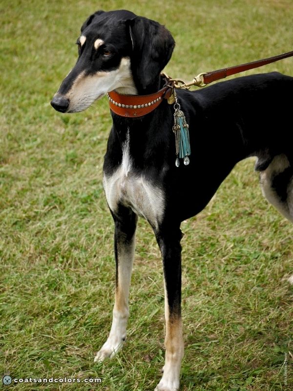 coatsandcolors.com countershading dogs black tan Saluki