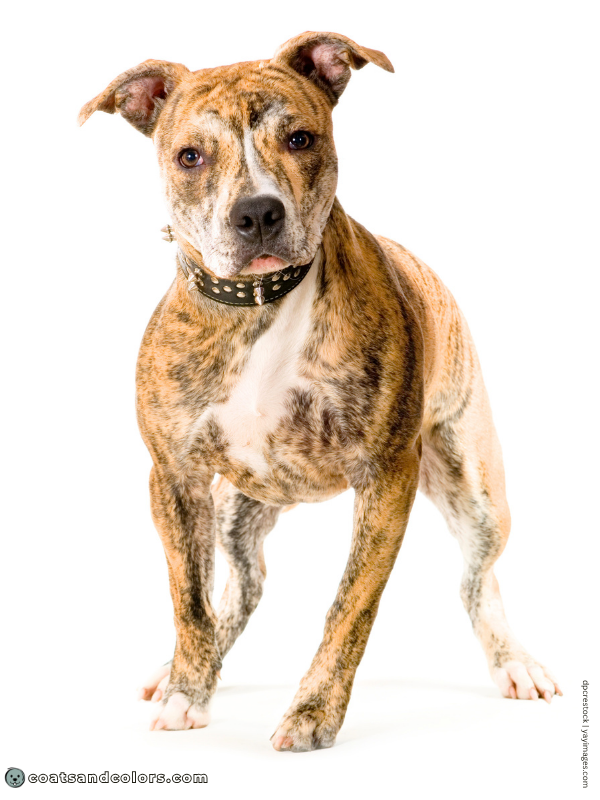 coatsandcolors.com countershading dogs brindle 1