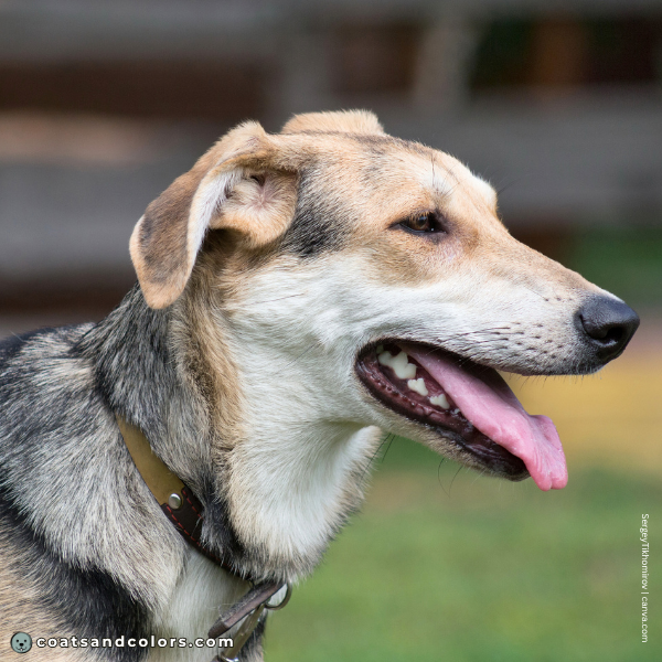 coatsandcolors.com countershading dogs face markings profile