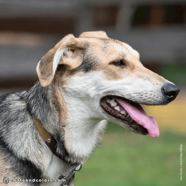 coatsandcolors.com countershading dogs face markings profile