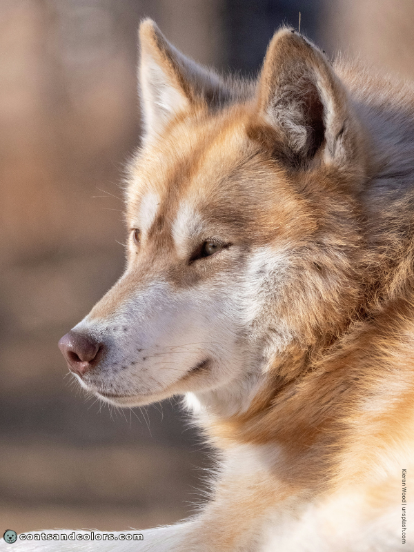 coatsandcolors.com countershading dogs invisible countershading