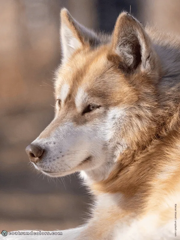 coatsandcolors.com countershading dogs invisible countershading