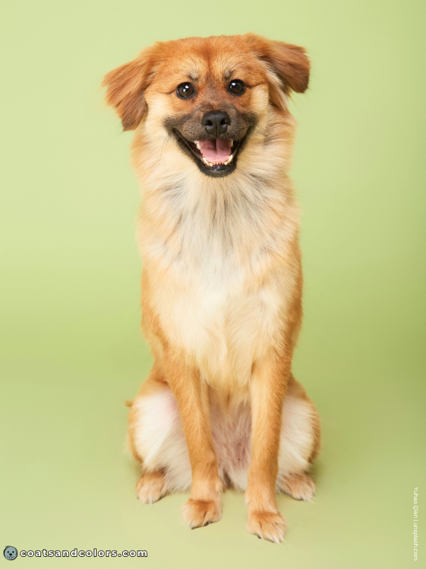 coatsandcolors.com countershading dogs sable black mask