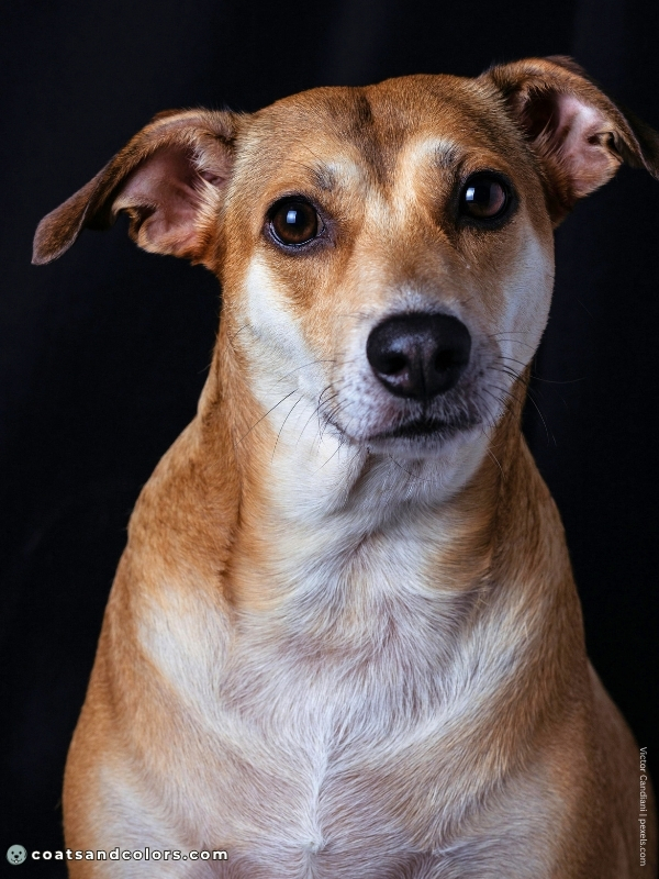 coatsandcolors.com countershading dogs sable mixed breed