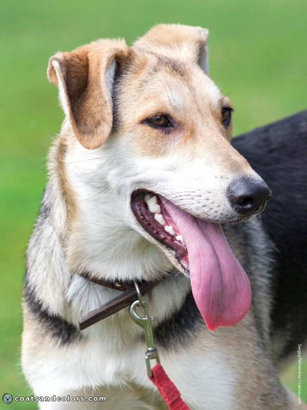 coatsandcolors.com countershading dogs saddle 1