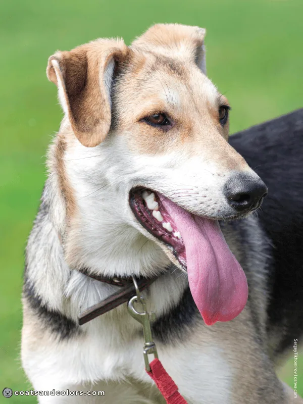 coatsandcolors.com countershading dogs saddle 1