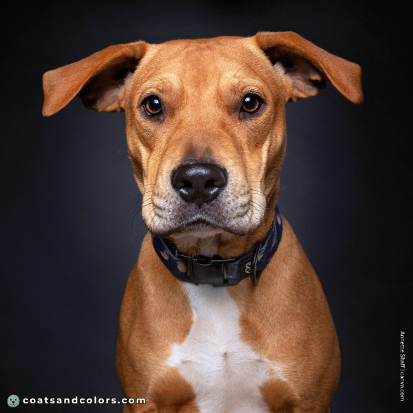 coatsandcolors.com countershading dogs subtle countershading red white dog