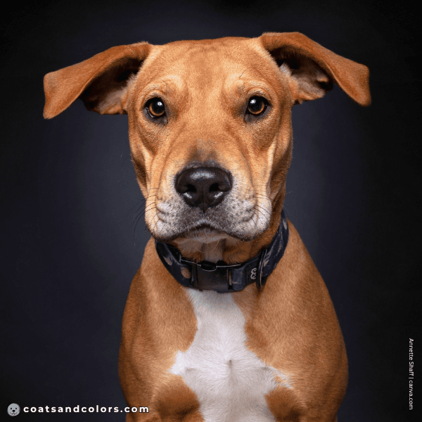coatsandcolors.com countershading dogs subtle countershading red white dog
