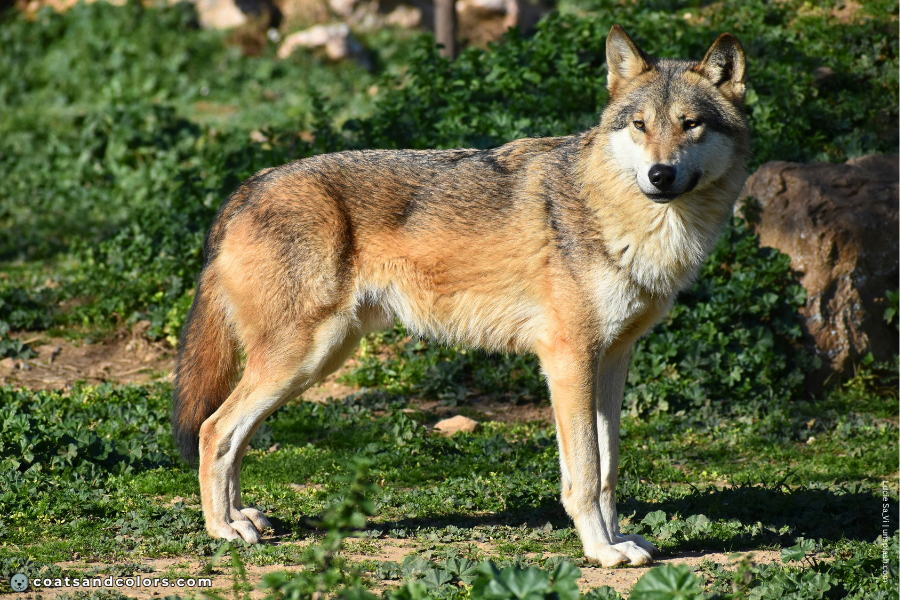coatsandcolors.com countershading dogs wolf sunlight 2