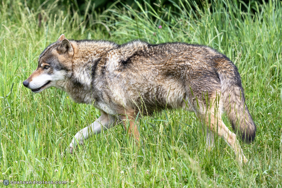coatsandcolors.com countershading dogs wolf