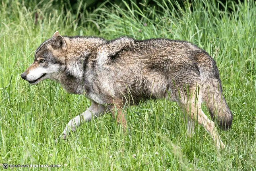 coatsandcolors.com countershading dogs wolf