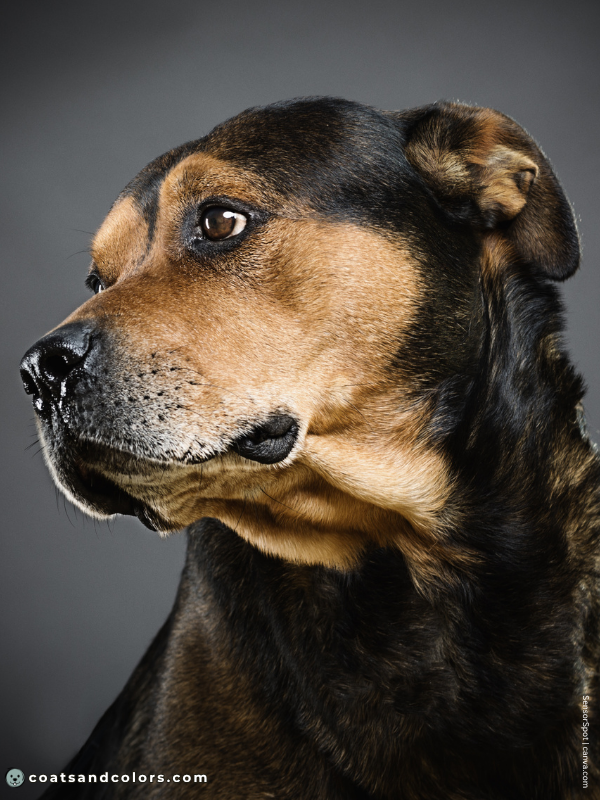 coatsandcolors.com creeping tan Rottie mix face