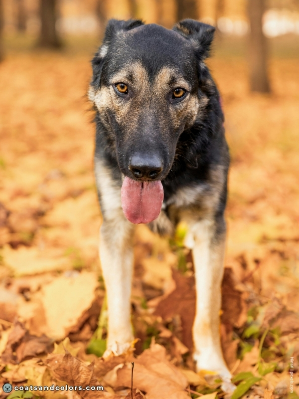 coatsandcolors.com creeping tan black mask 1