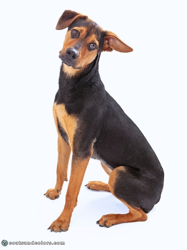 coatsandcolors.com creeping tan face markings